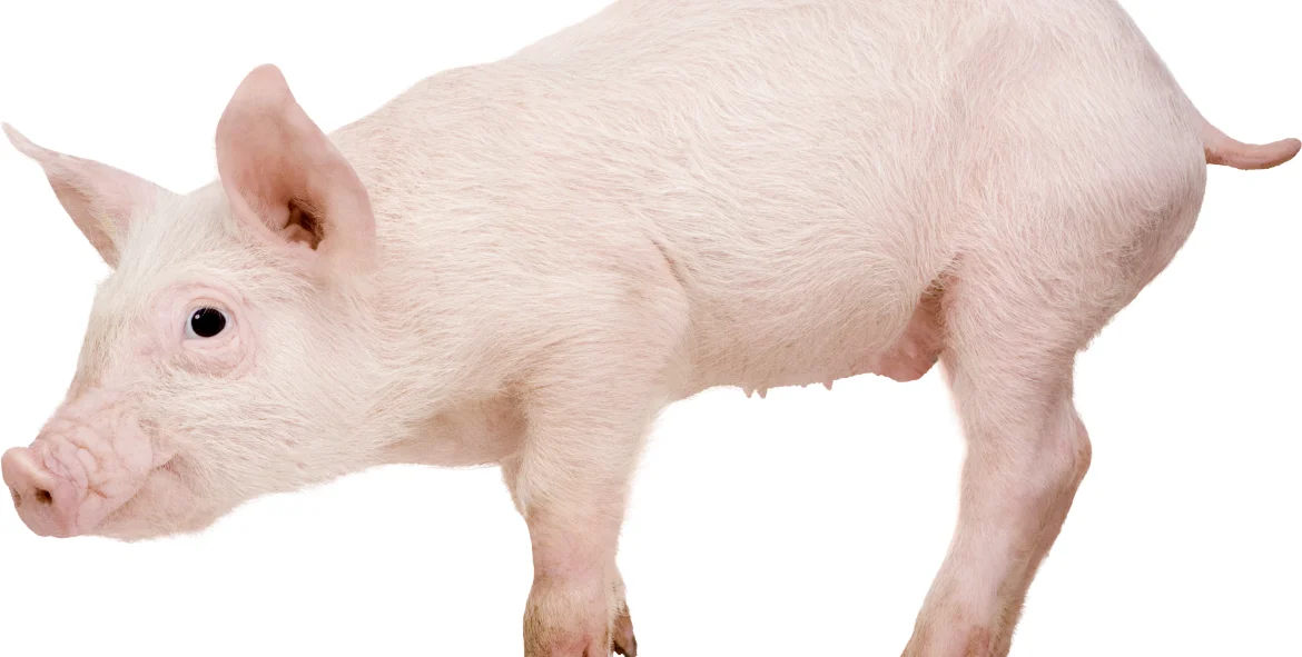 Eating Pork in Islam What Does the Quran and Hadith Say?